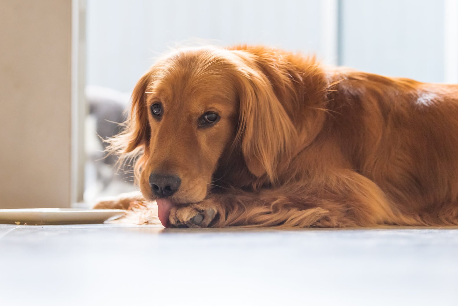 Why Do Dogs Lick Their Paws In Bed