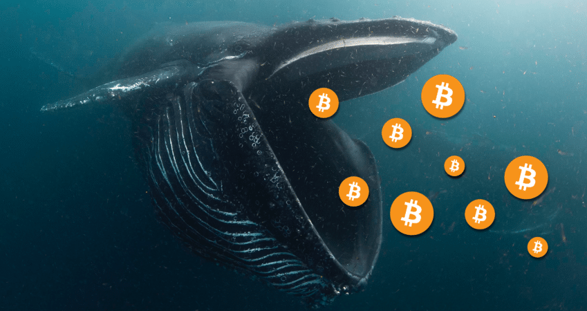 track crypto whales