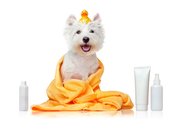 7 Tips to Keep Your Dog’s Skin Healthy