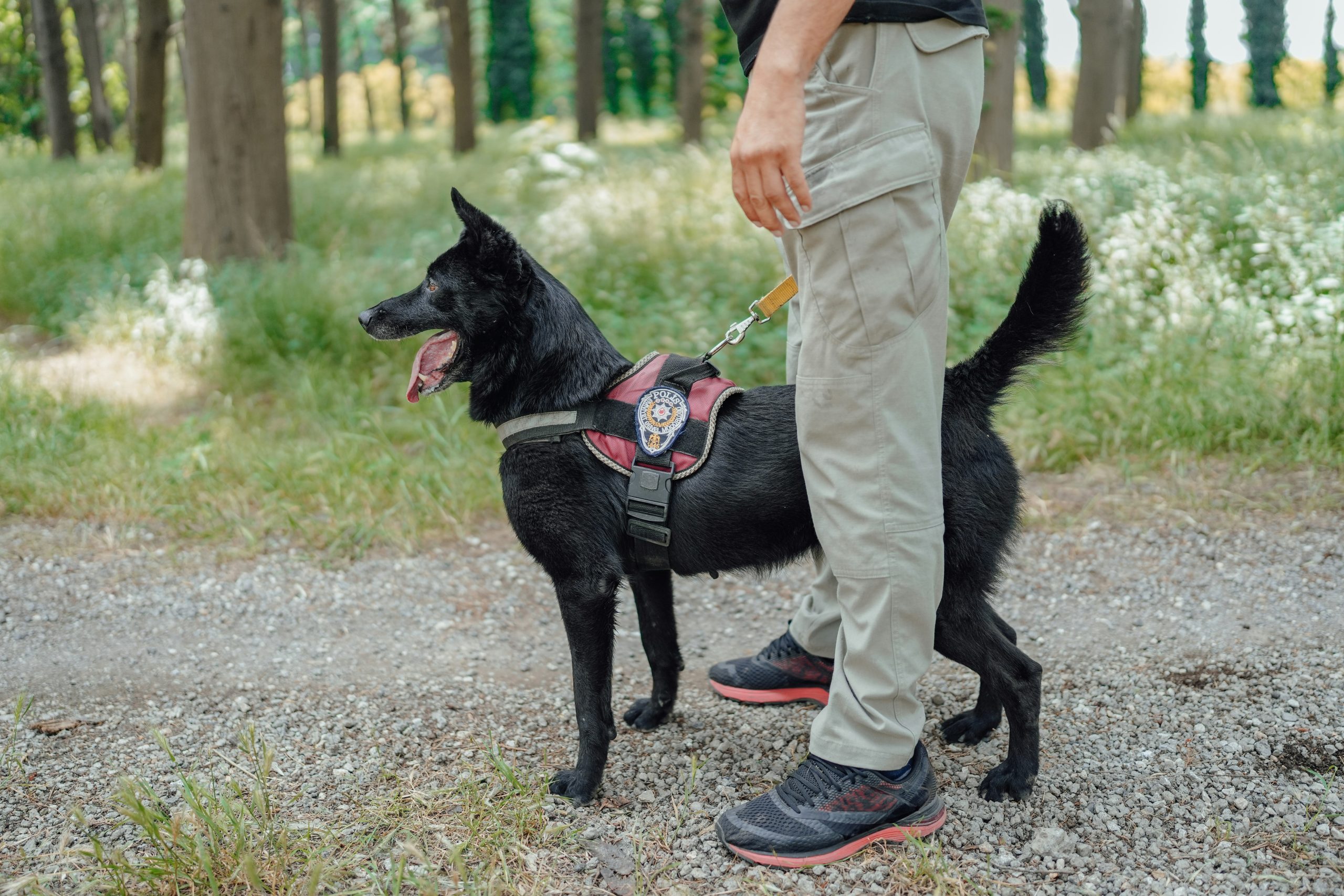 How Dog Training and Obedience Help You Understand Pets?